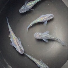  🌟1匹250円🌟💎強青ラメ💎サファイアめだか🌈成魚