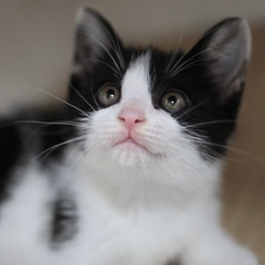 《リオル》甘えん坊のハチワレ