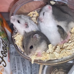 子供たちは避難所を必要としています
