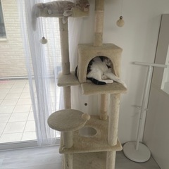 キャットタワー