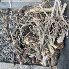キャンプの焚き火に〜の画像