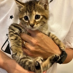 生後2ヶ月〜3ヶ月　キジ猫里親募集🐈