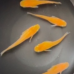 🌟1匹150円🌟楊貴妃めだか🌈成魚