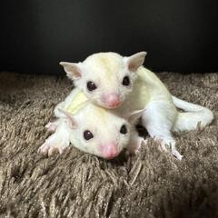 フクロモモンガ