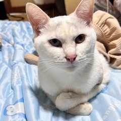 里親募集中です