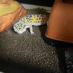 レオパの里親募集