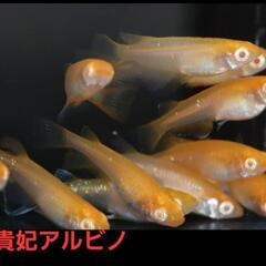 【改良メダカ】🐠楊貴妃アルビノ🐠成魚2ペア🐠現物投稿🐠No.4🐠の画像