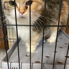 65歳までの方・単身者応募可能‼️マンチカン　メス
