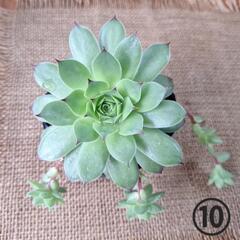 《決定》多肉植物 (直径11cm)