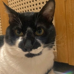 オス猫3匹
