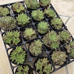 ハオルチア