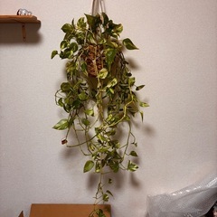 観葉植物