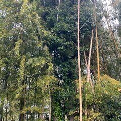 伐採大木無料放出　の画像