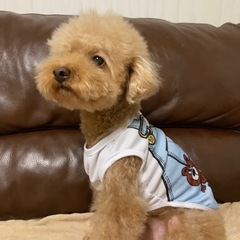 トイプードル 男の子