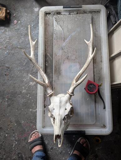 鹿の角　頭　スカル