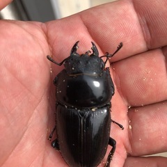 ホペイオオクワガタ　メス単