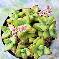 多肉植物　ルペストリス（お取り引き含め5月24日まで）