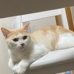 スコティッシュ×マンチカンミックス