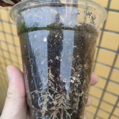 観葉植物　カラテア  マコヤナの画像