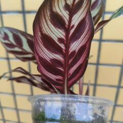 観葉植物　カラテア  マコヤナの画像