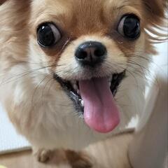 垂れ耳チワワの里親募集中です。