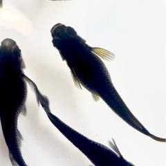 上見、横見も優雅◇黒夢の有精卵　20+@