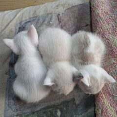 ねこちゃんほしい方