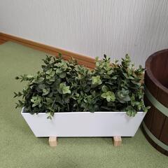 IKEA 観葉植物 鉢セットの画像