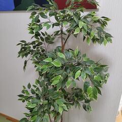 IKEA 観葉植物 鉢セットの画像