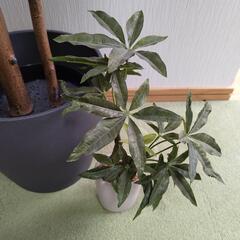 IKEA 観葉植物 鉢セットの画像