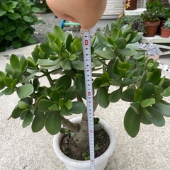 金のなる木と冬美人