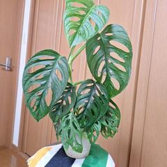 マドカスラ50cm