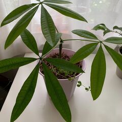 パキラの画像