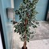 ランキングキーワードに紐づく投稿画像-観葉植物