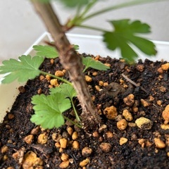 【植物・果樹苗】グースベリー、グーズベリーの画像