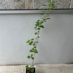 【植物・果樹苗】グースベリー、グーズベリーの画像