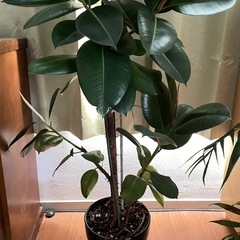 観葉植物  
インドゴムの木 鉢付きの画像
