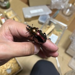 ニジイロクワガタペア(レッド系)