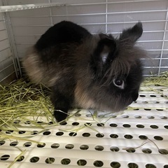 ライオンラビット　生後10ヶ月　オス