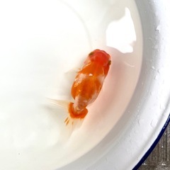 【引取限定】桜錦　深見産