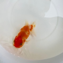 【引取限定】桜錦　深見産の画像