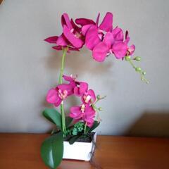 光触媒　胡蝶蘭　小