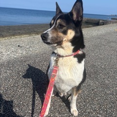 【富山・里親募集】四国犬系MIX｜2歳オス｜穏やかで賢い家庭犬タ...