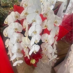 胡蝶蘭
