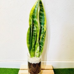 サンスベリア　ローレンティー　観葉植物　ハイドロカルチャー