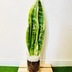 ランキングキーワードに紐づく投稿画像-観葉植物
