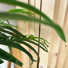 【IKEAイケア】FEJKA フェイカ　人工観葉植物の画像