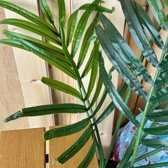 【IKEAイケア】FEJKA フェイカ　人工観葉植物の画像