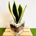 ランキングキーワードに紐づく投稿画像-観葉植物