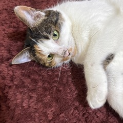 三毛猫メス5才
